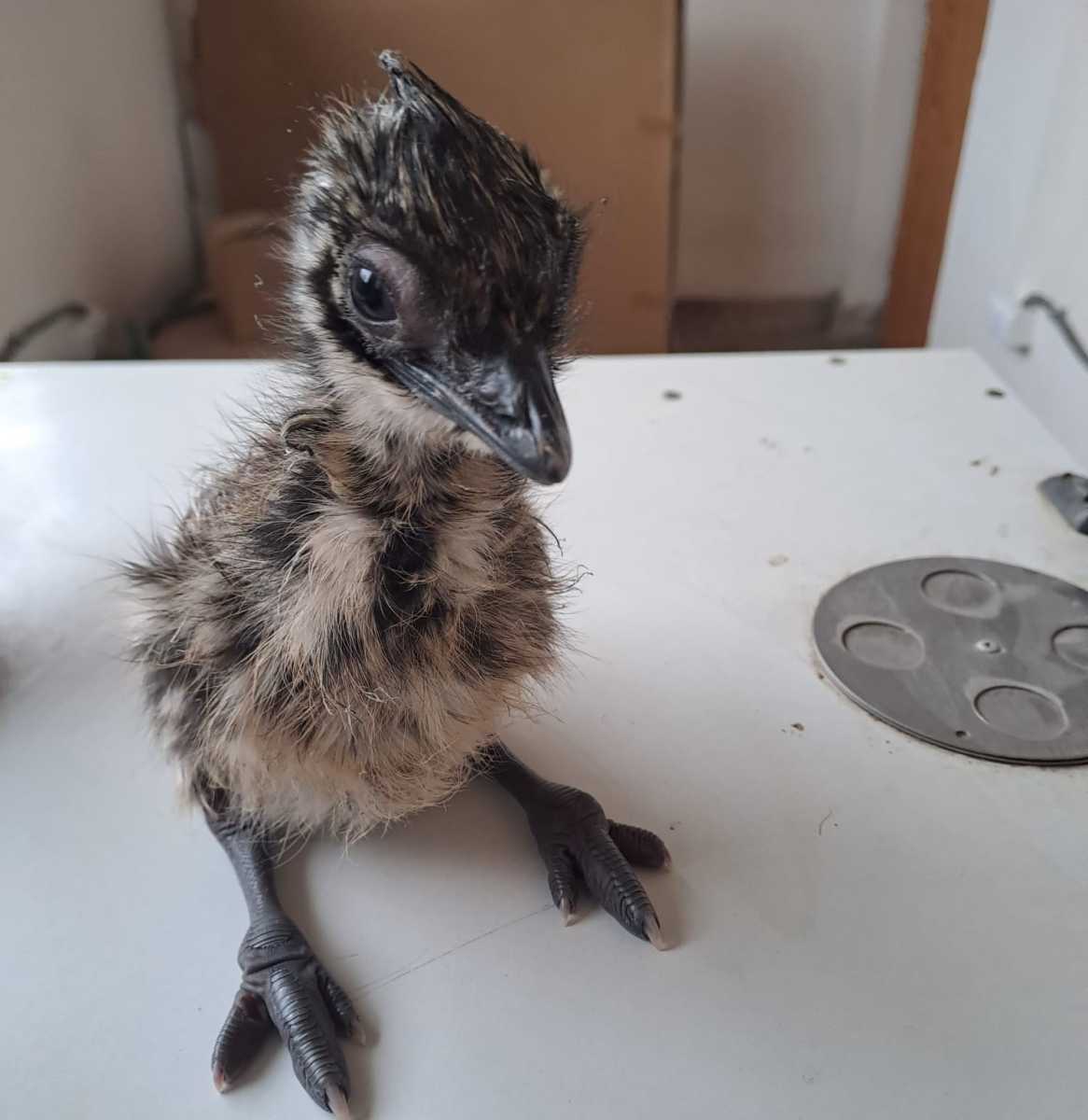 Alig kelt ki a tojásból, de már készen áll a "kalandra" az emu fióka. | Fotók: Marosvásárhelyi Állatkert