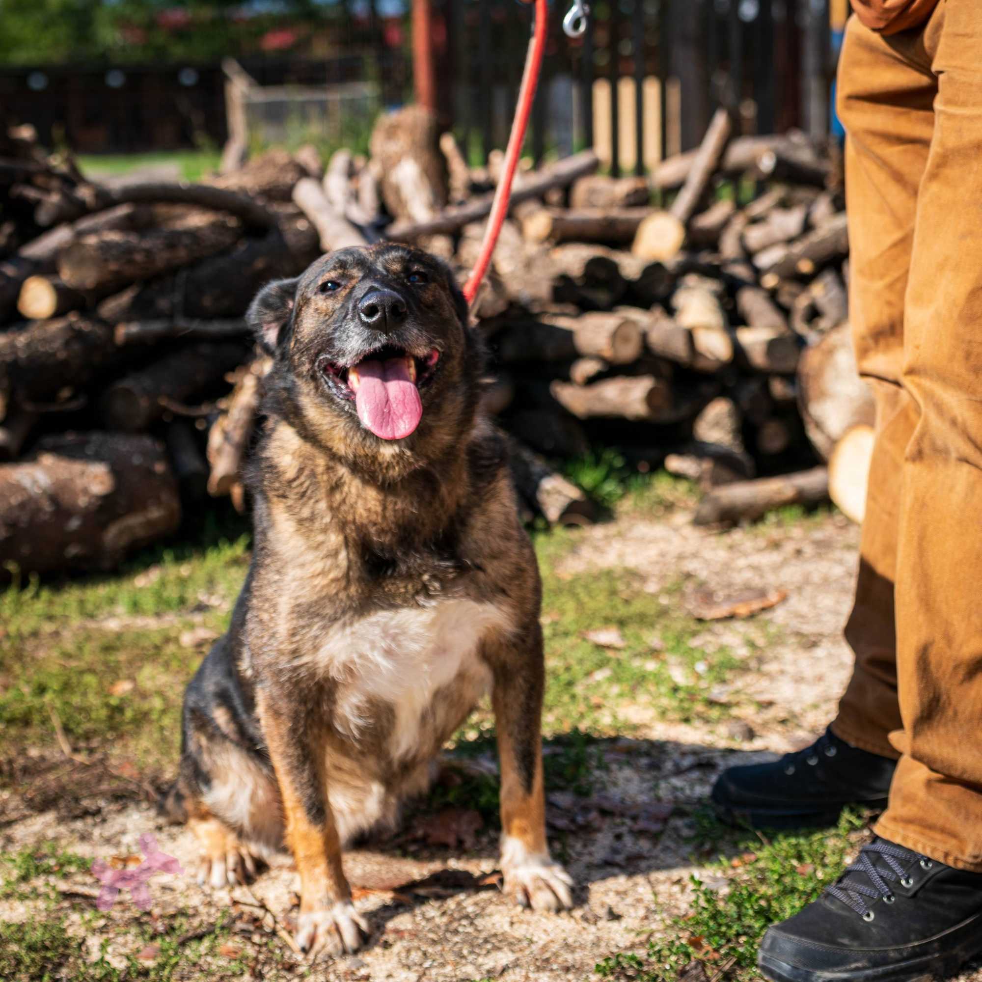 Mintegy száz kutya vár gazdára a menhelyen | Fotó: Szépmezői Kutyamenhely