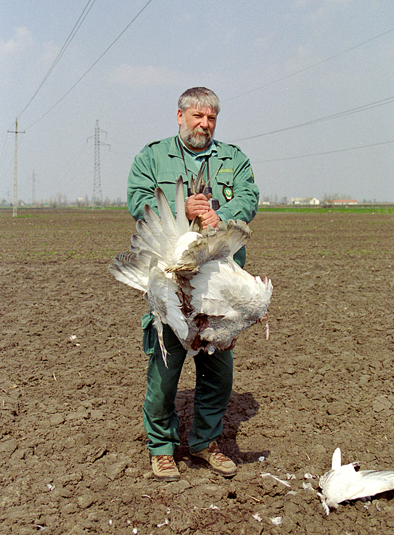 Elpusztult túzok Magyarországon | Fotó: Motkó Béla