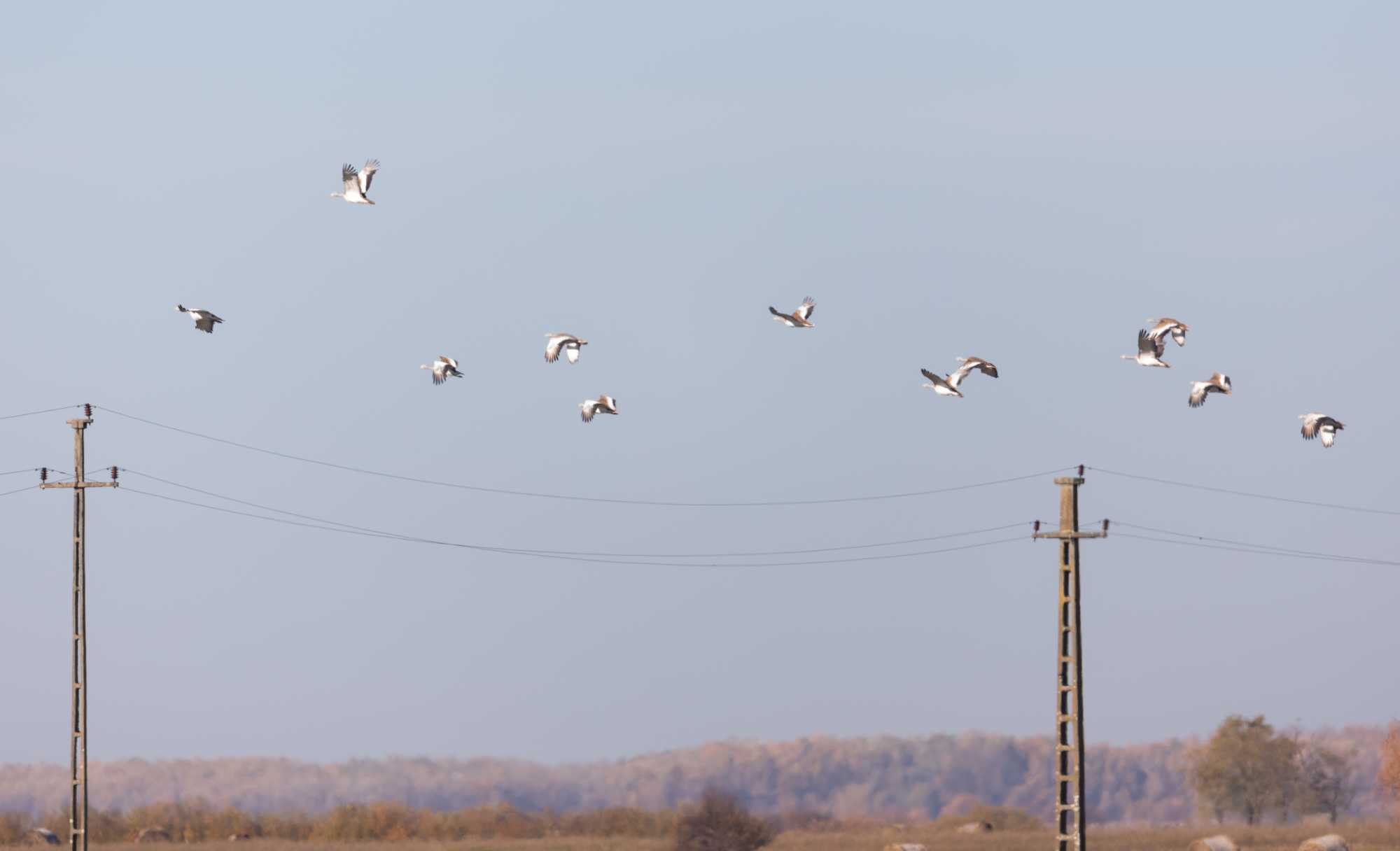Nagyszalontai túzokok. | Fotó: Nagy László