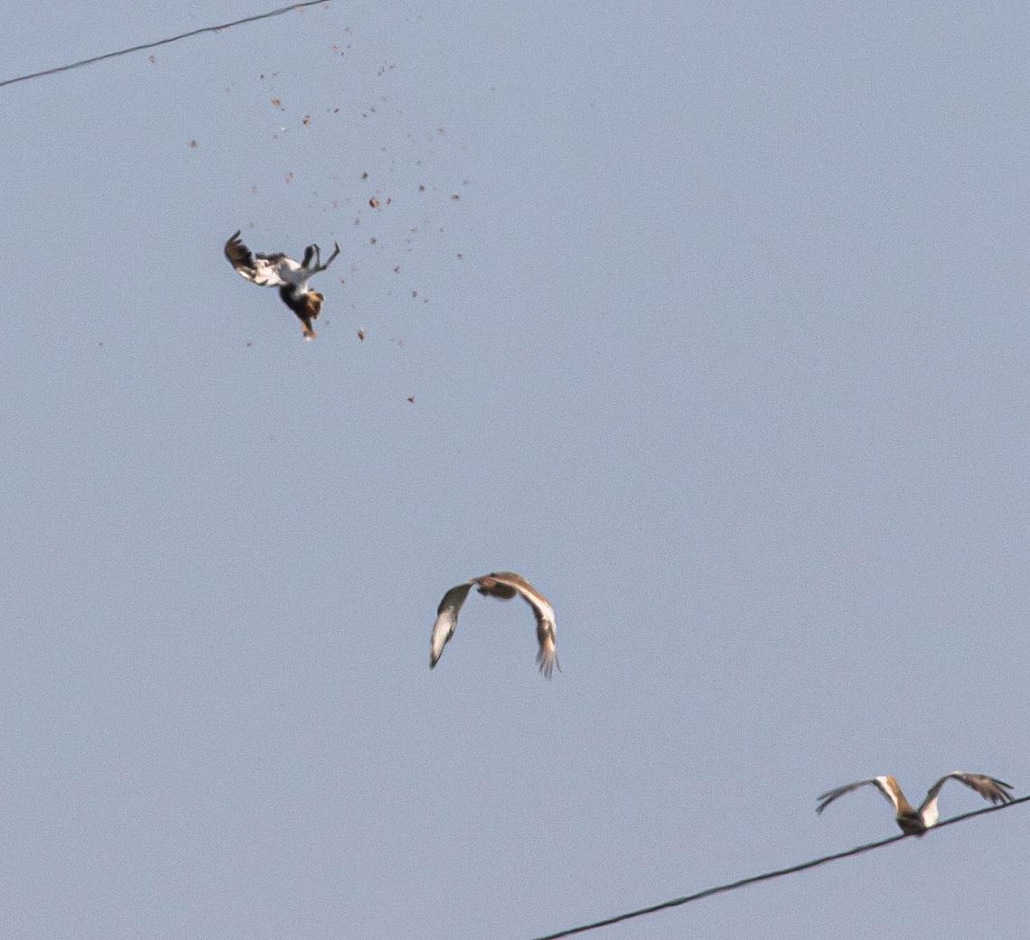 Vezetéknek repült a túzok és elpusztult. | Fotó: Engi László 
