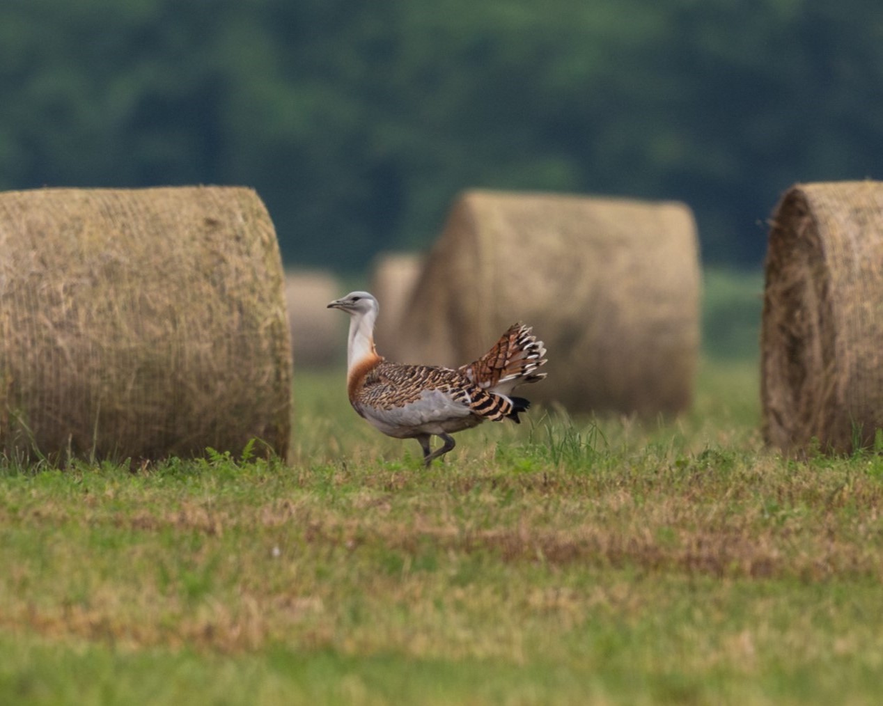 Túzok sétál a mezőn. | Fotó: Milvus Csoport honlapja