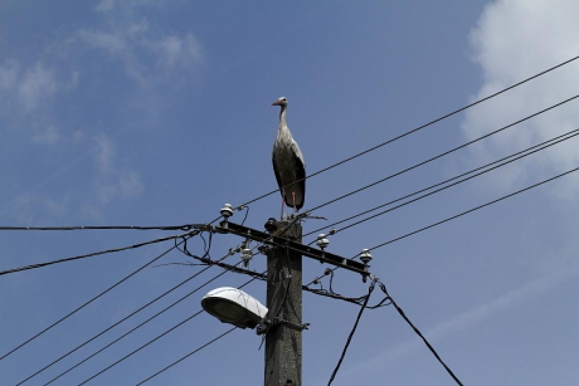 Fehér gólya egy szigeteletlen oszlopon. | Fotó: Orbán Zoltán