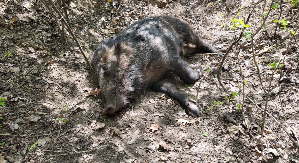 Tucatnyi vaddisznó pusztult el | Fotó: Rákóczi Kinga