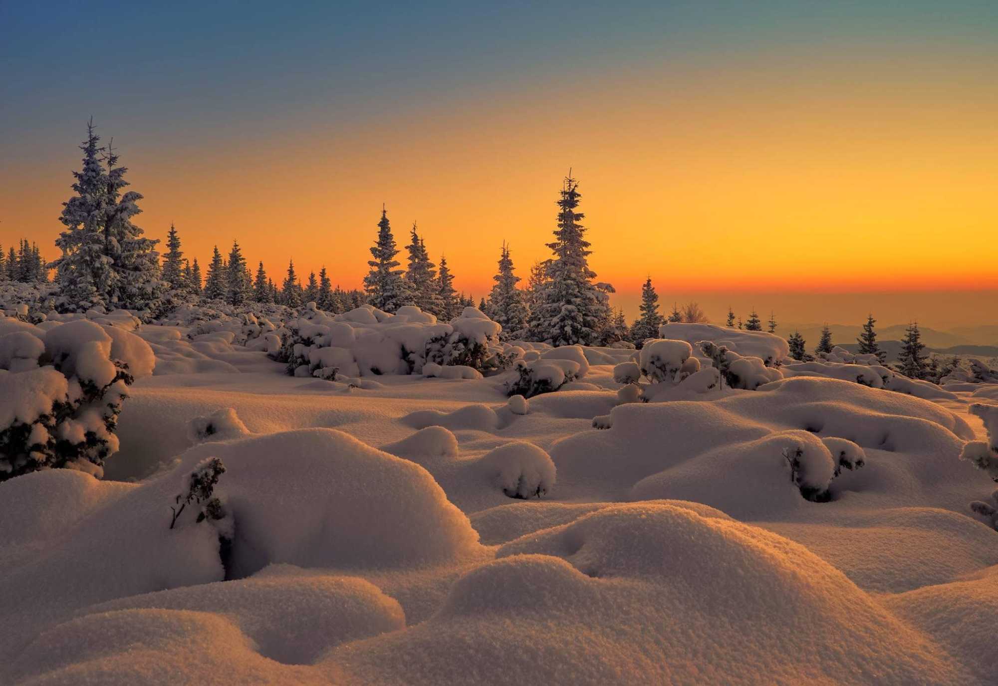 Fenyők a Madarasi Hargitán. Csak a magasabb területeken találkozhatunk fenyővel? | Fotó: Pethő Panzió/Visit Harghita