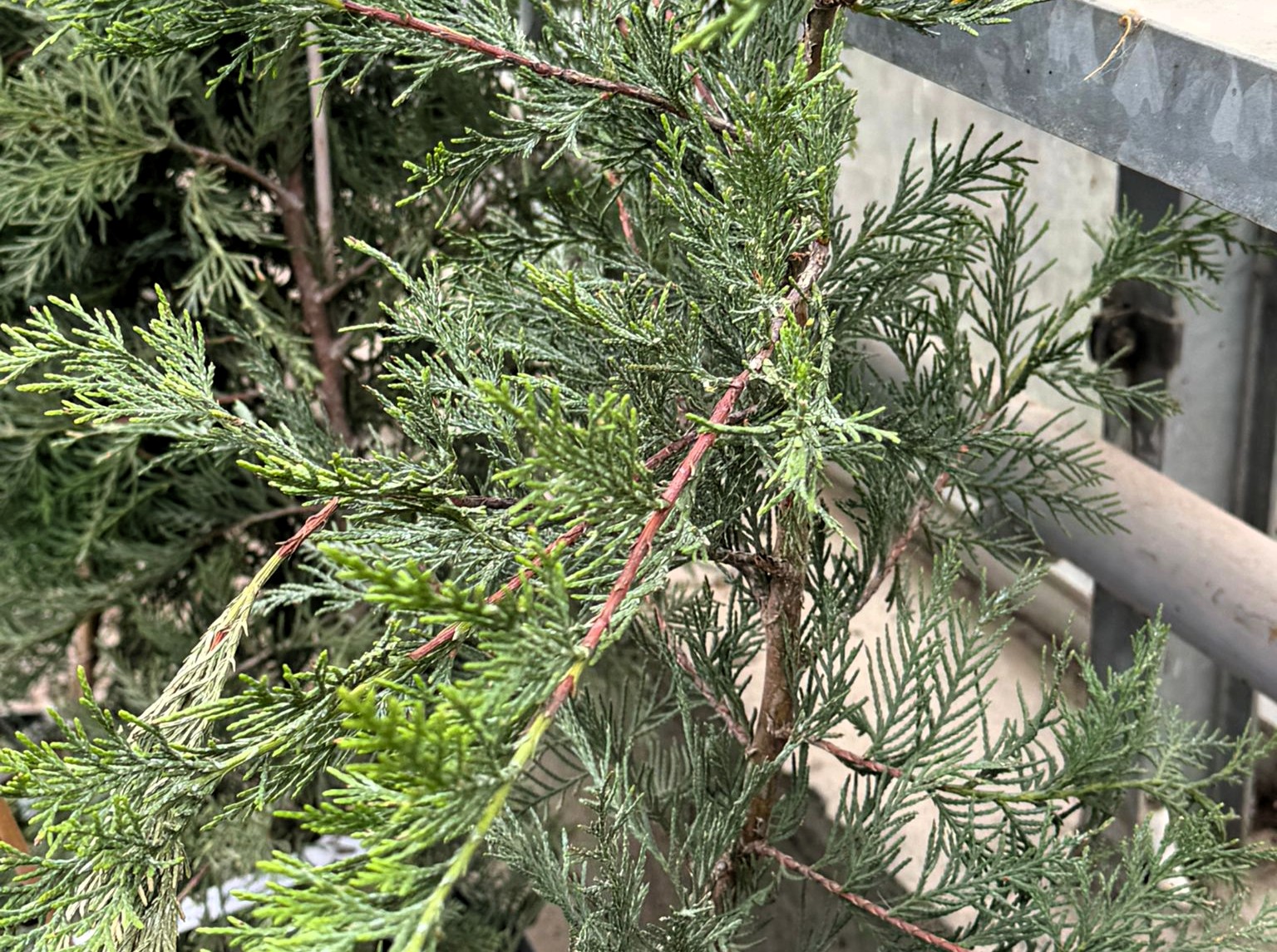 Helyettesíteni kell a megszokott tujafajtákat.