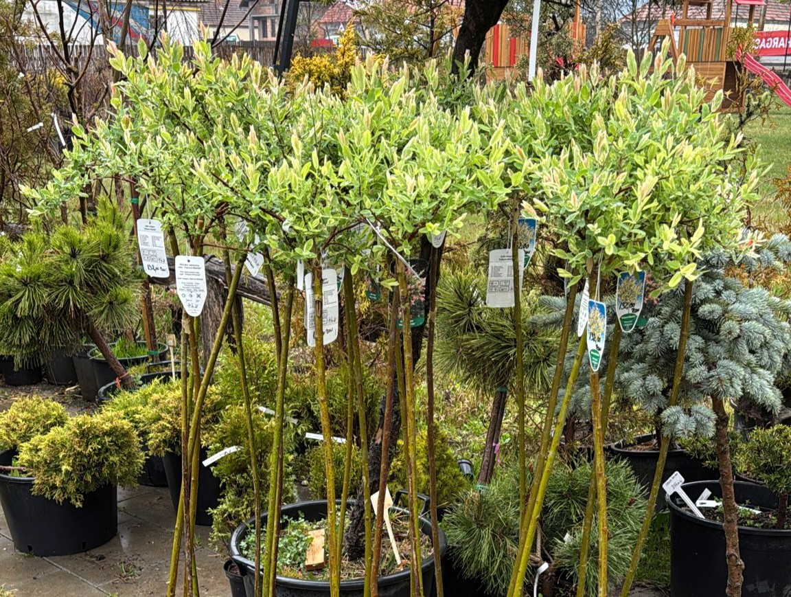 Széles a fajtakínálat,ha újítanánk a kertünkben. | Fotók: János Ferdinánd szíves engedélyével.