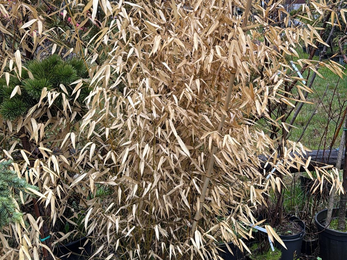 A bambusz is jó választás lehet, de rendkívül invazív faj.