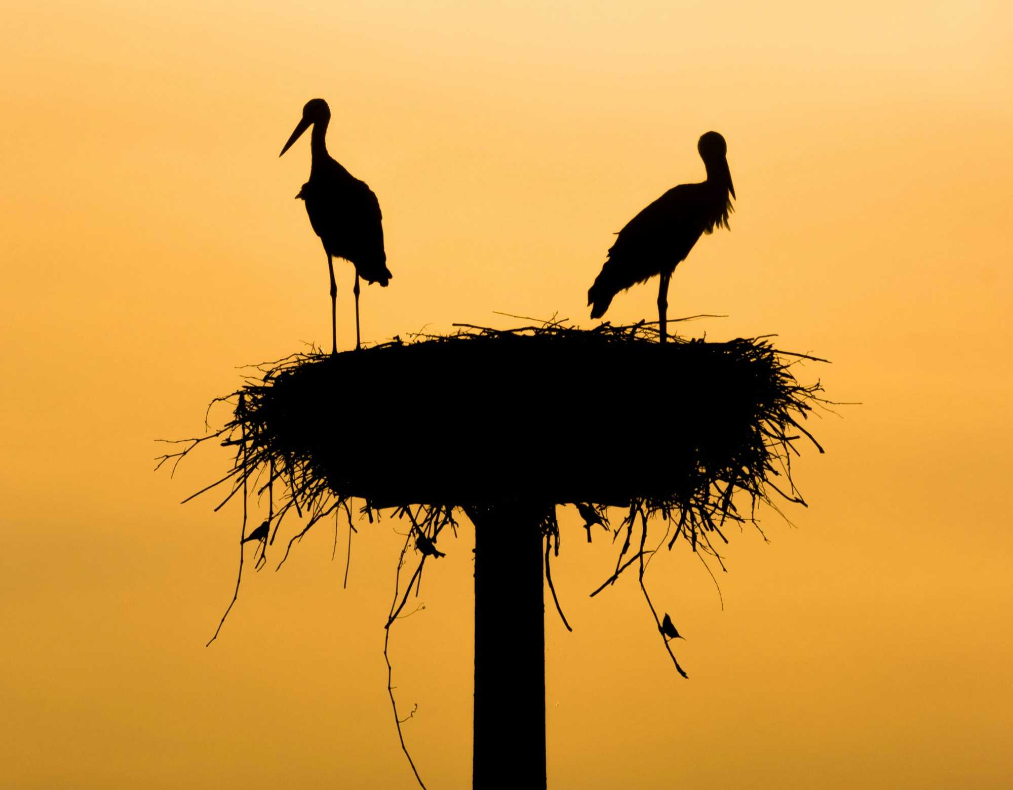 Kevésbé párjukhoz, sokkal inkább fészkükhöz ragaszkodnak | Illusztráció: Unsplash