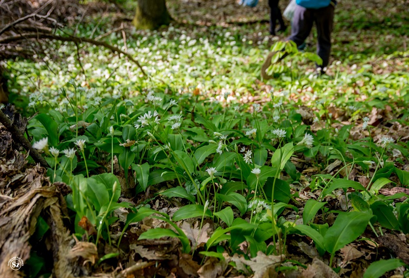 Hagyomány a medvehagyma-nap | A szerző fotói