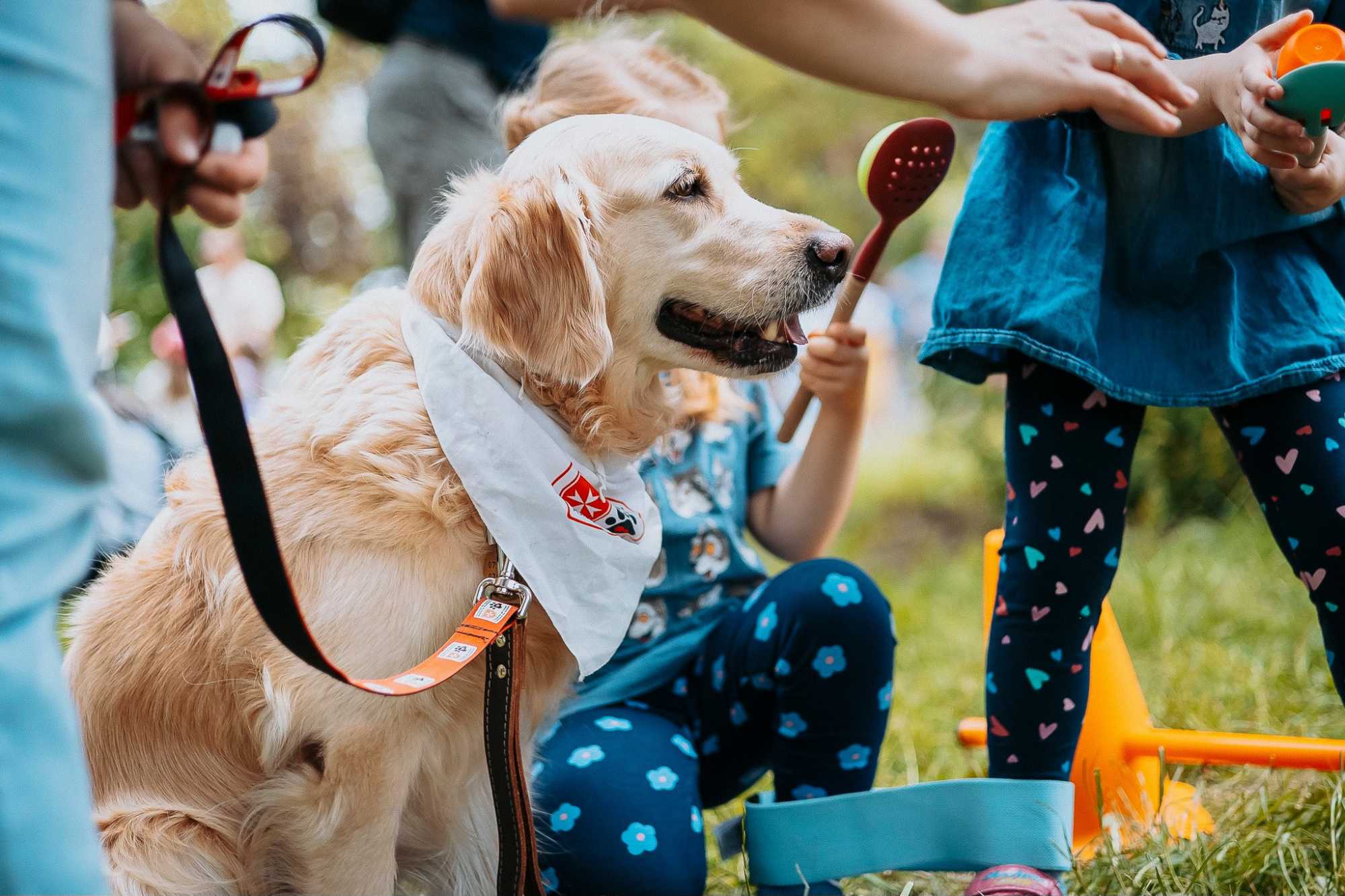 Kutyákat hoz a Máltai Szeretetszolgálat.