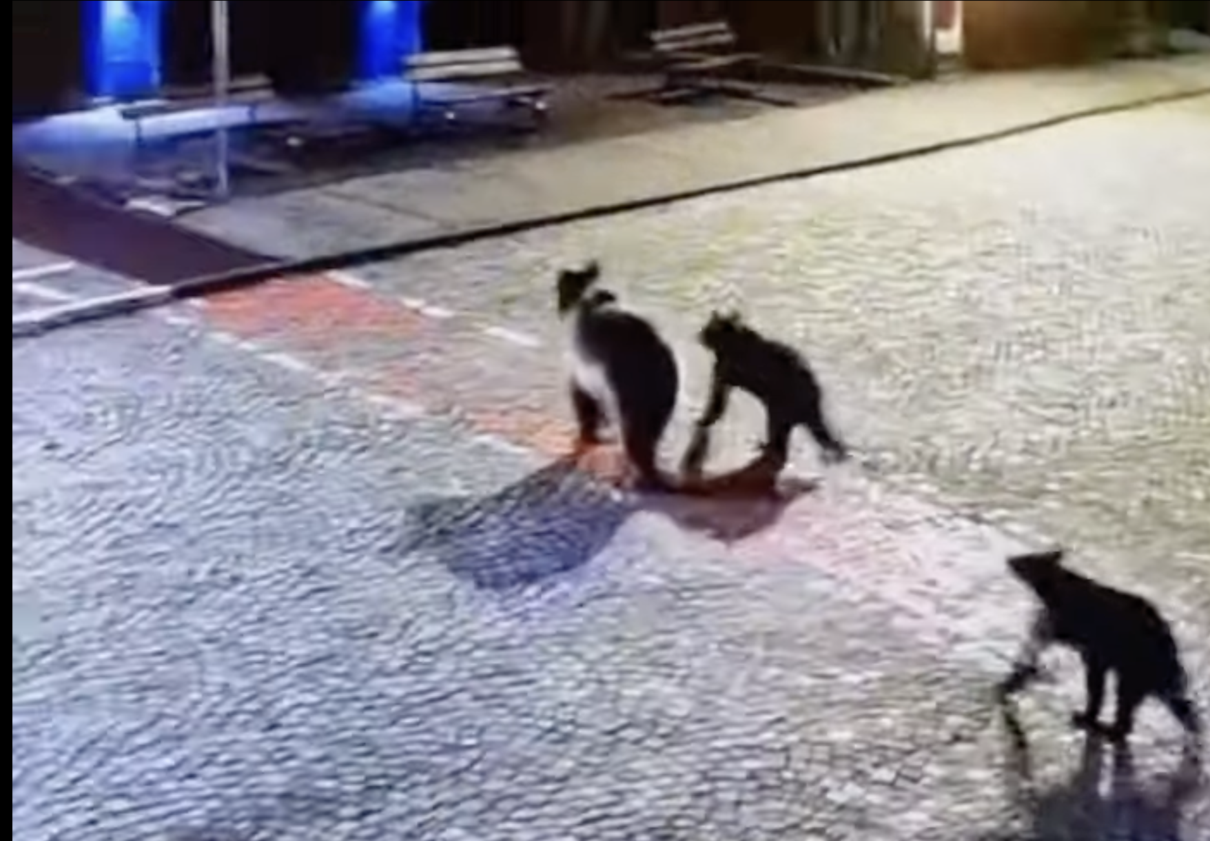 A gyalogos sétányon járkálnak a medvék | Fotó: Képernyőmentés