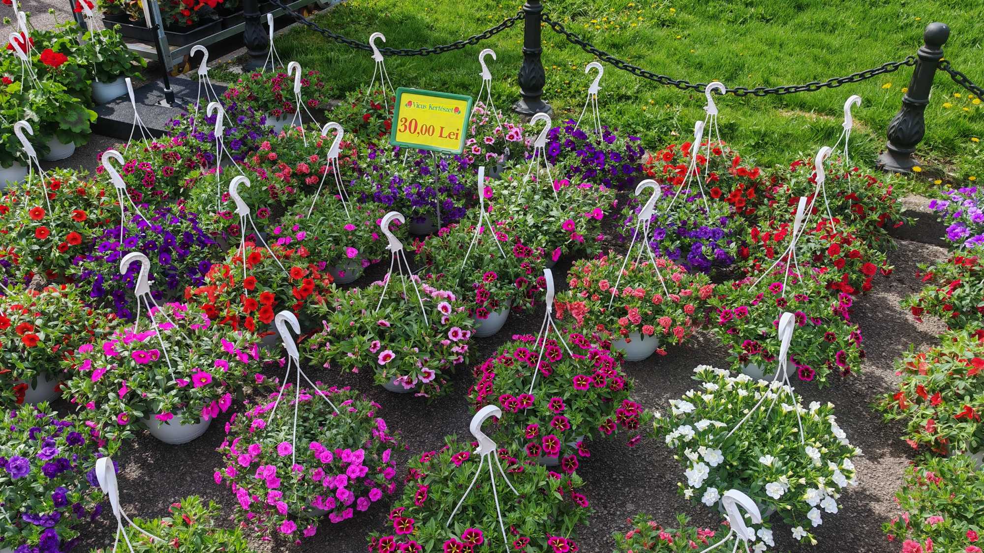 Környékbeli termelők kínálják az ültetni valót 
