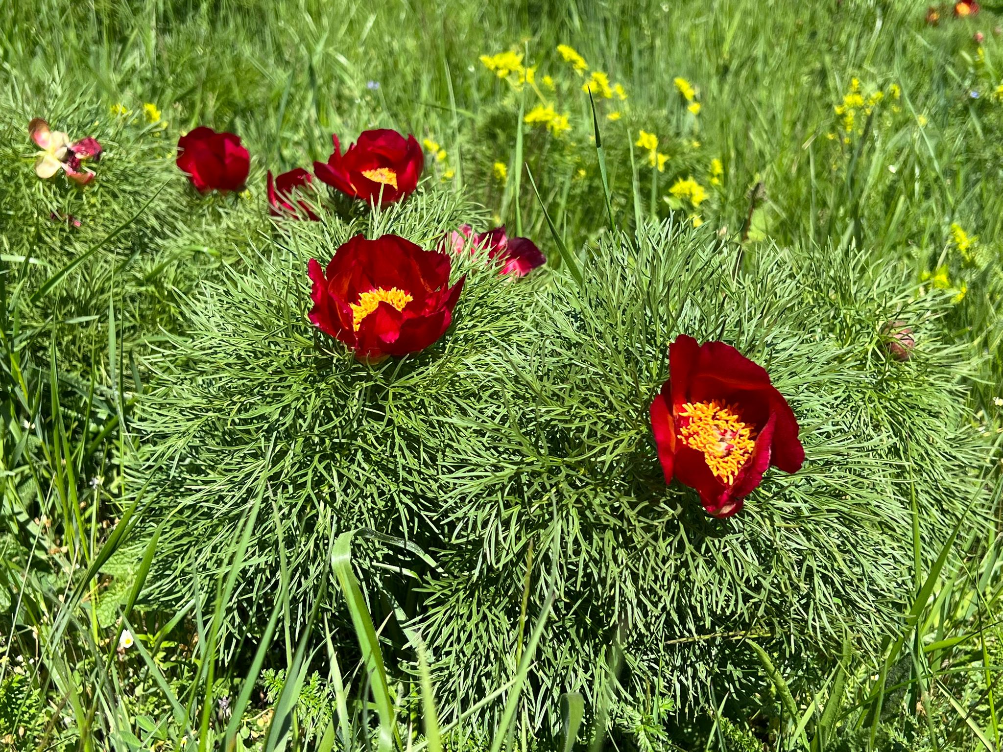 A sztyeppei bazsarózsa (Paeonia tenuifolia), más néven keleti bazsarózsa, elterjedési területe a Kaukázustól Törökországon át a Balkán-félszigetig húzódik. Eredetileg a Fekete- és a Kaszpi-tenger környéki sztyeppék növénye, innen terjedt tovább a Kárpátoktól délre, valamint Erdély területére | Fotó: Rákóczi Kinga