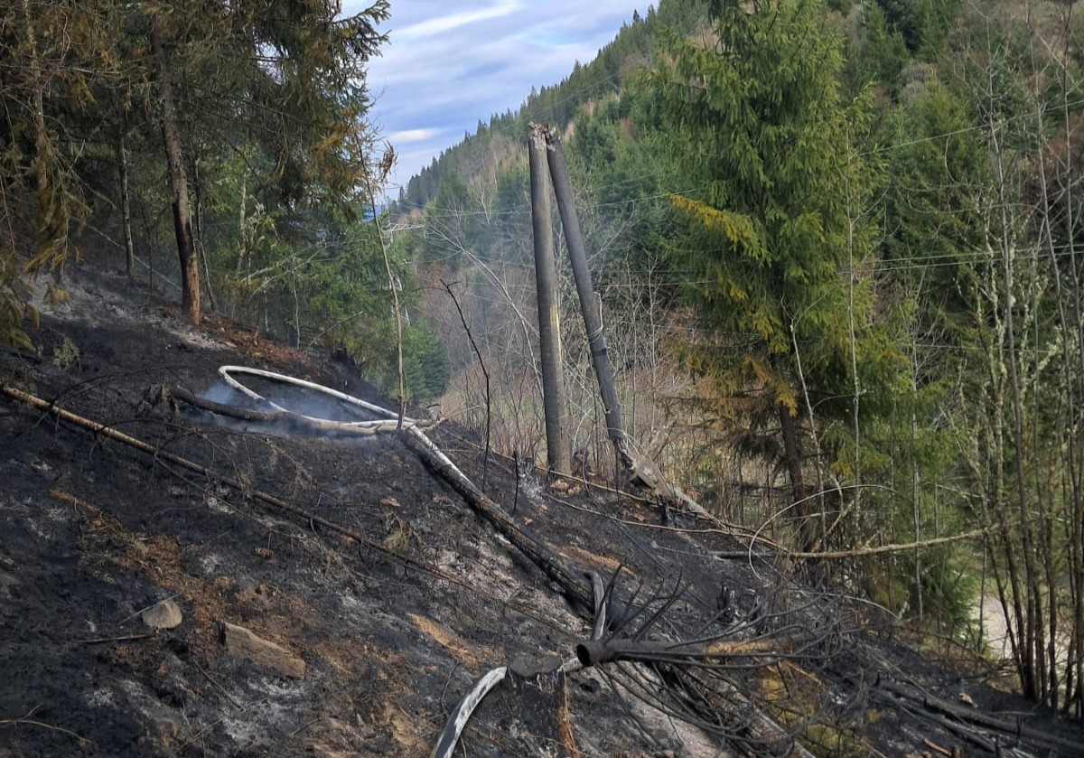 Lágra kapott az erdő