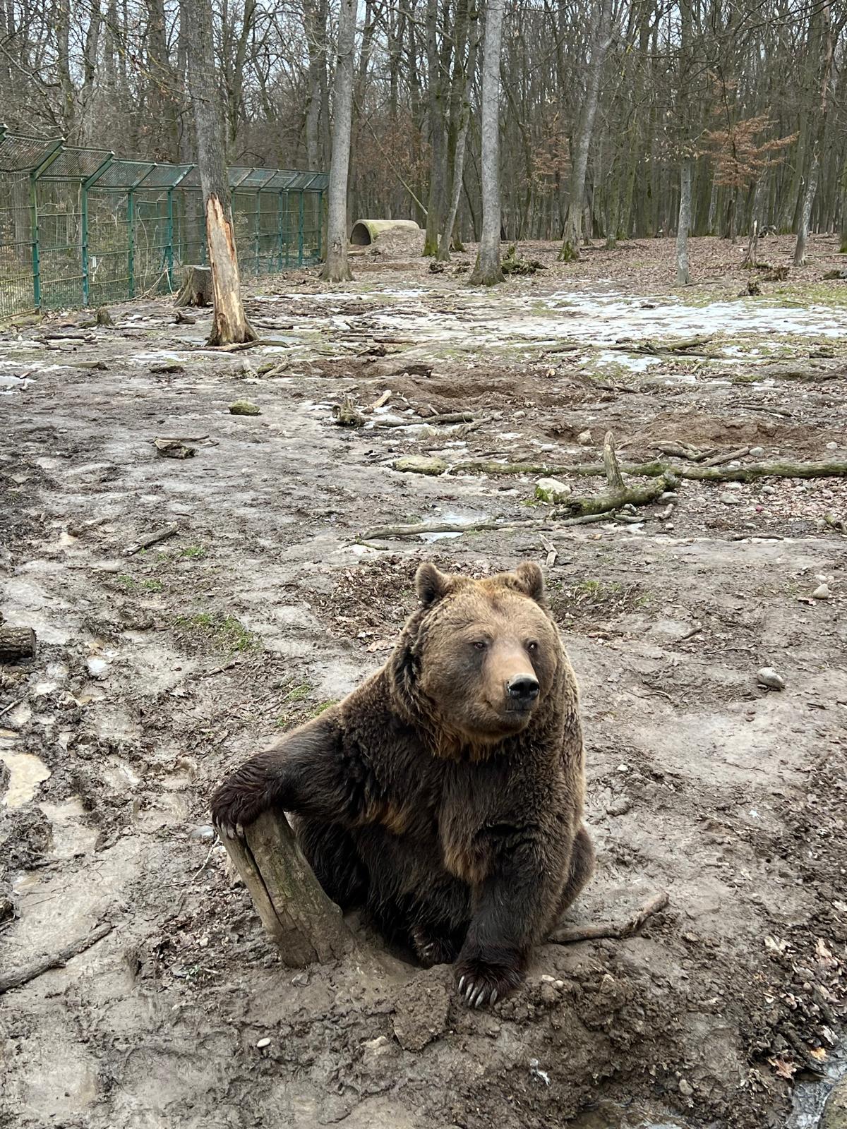 Az állatkert nyolc medvéjéből az egyik közelebb jött az újságírókhoz | Fotó: Rákóczi Kinga