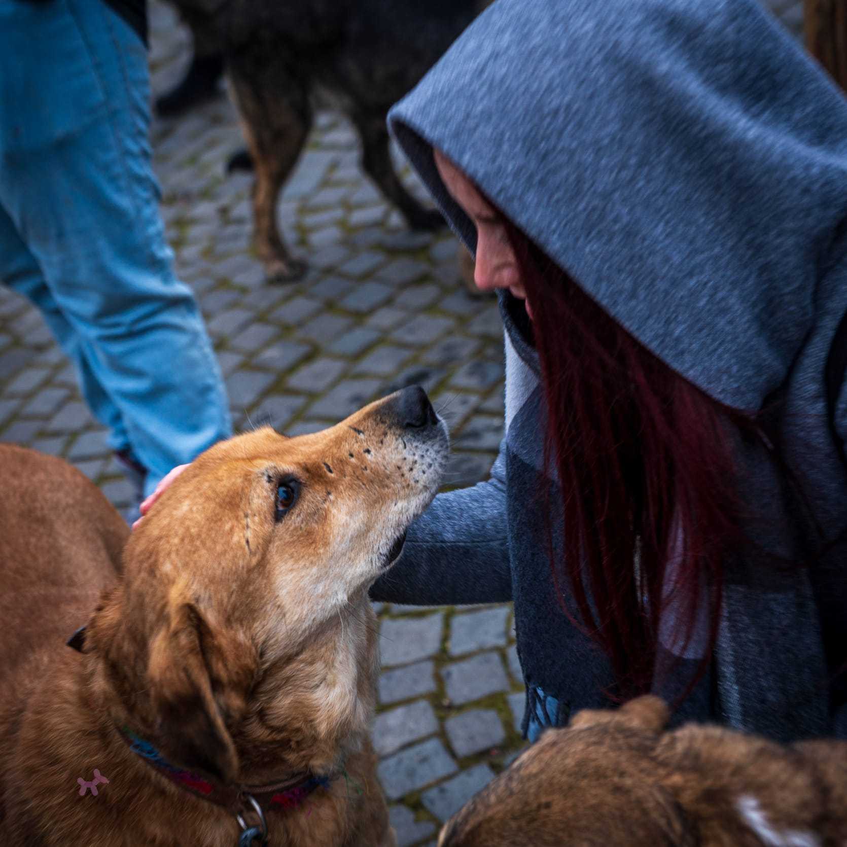 Az emberi kontaktus a legértékesebb adomány | Fotó: Szépmezői Kutyamenhely