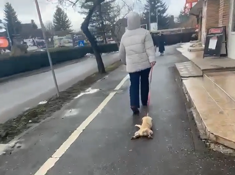 Állatkínzás | Fotó: olvasói felvétel