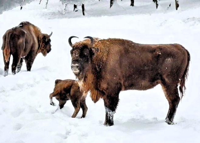 Romeo és a büszke bölénymama.