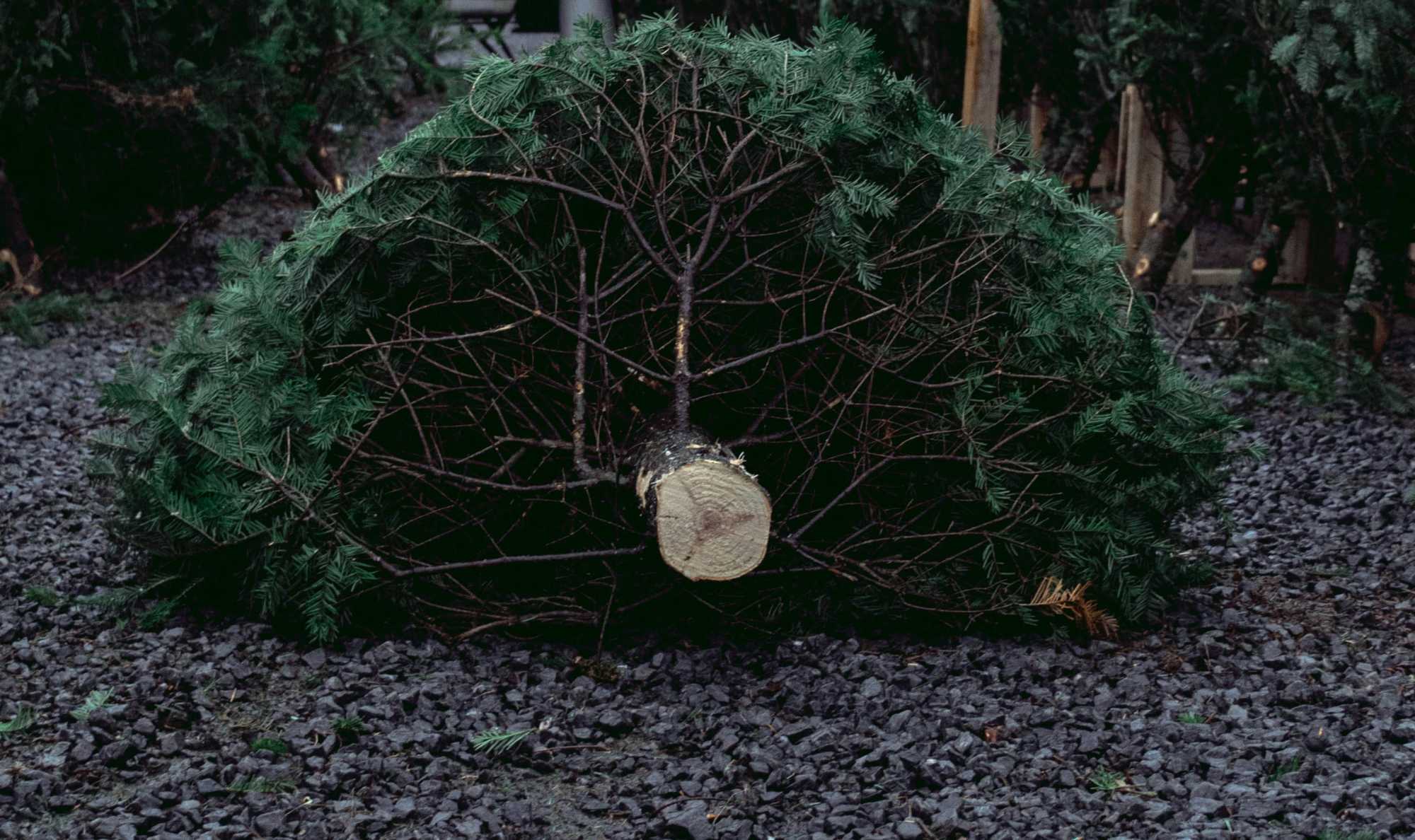 Tüzelőanyag lesz belőle vagy tápanyag. | Fotó: Unsplash