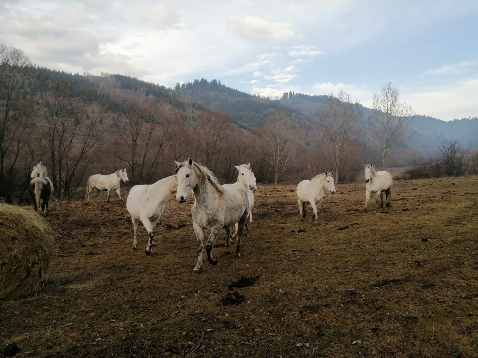 A fajta különlegessége, hogy tanulékony, mozgása harmónikus | Fotó: Létai Tibor