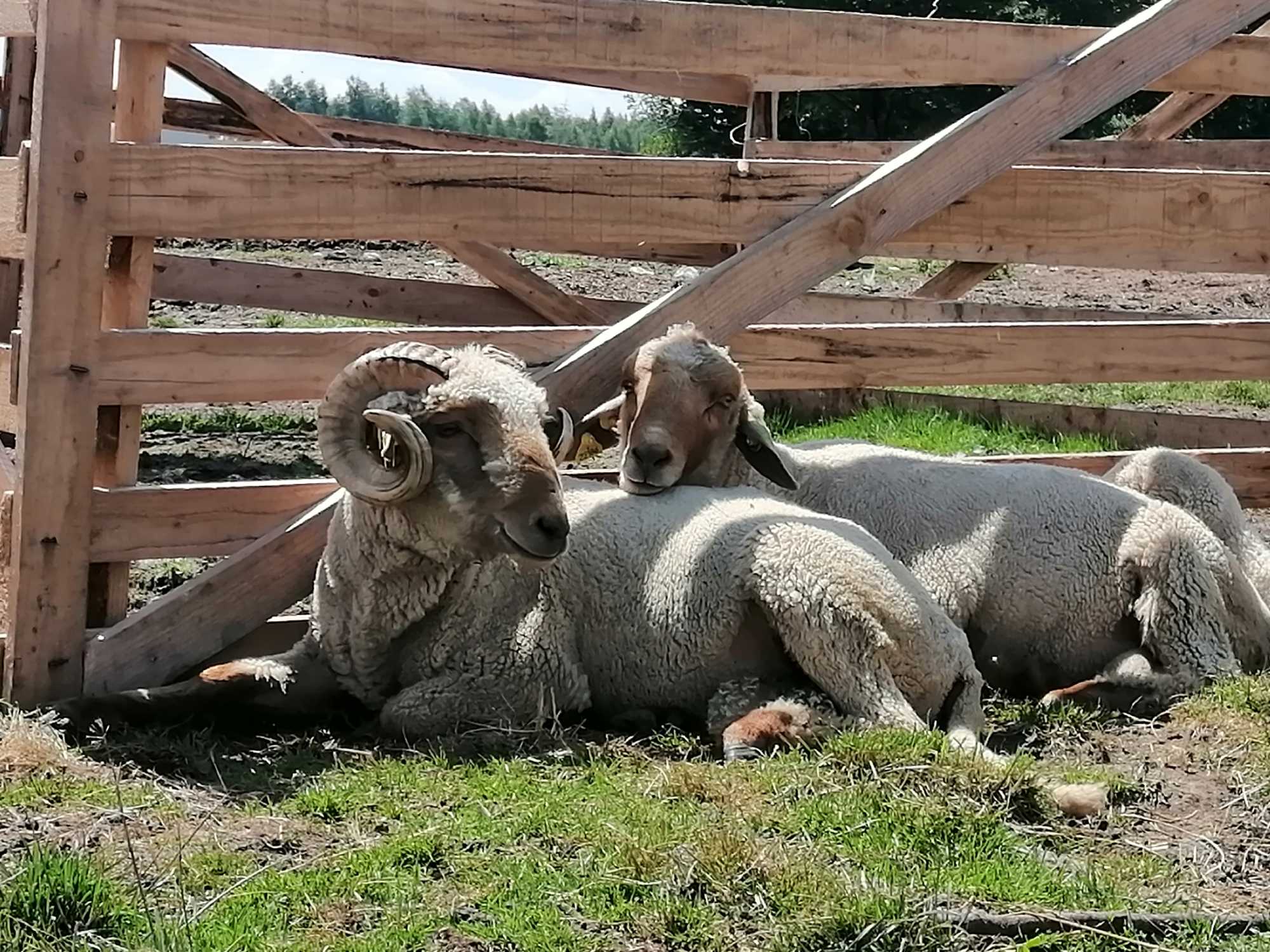 Vörös pofájú berke