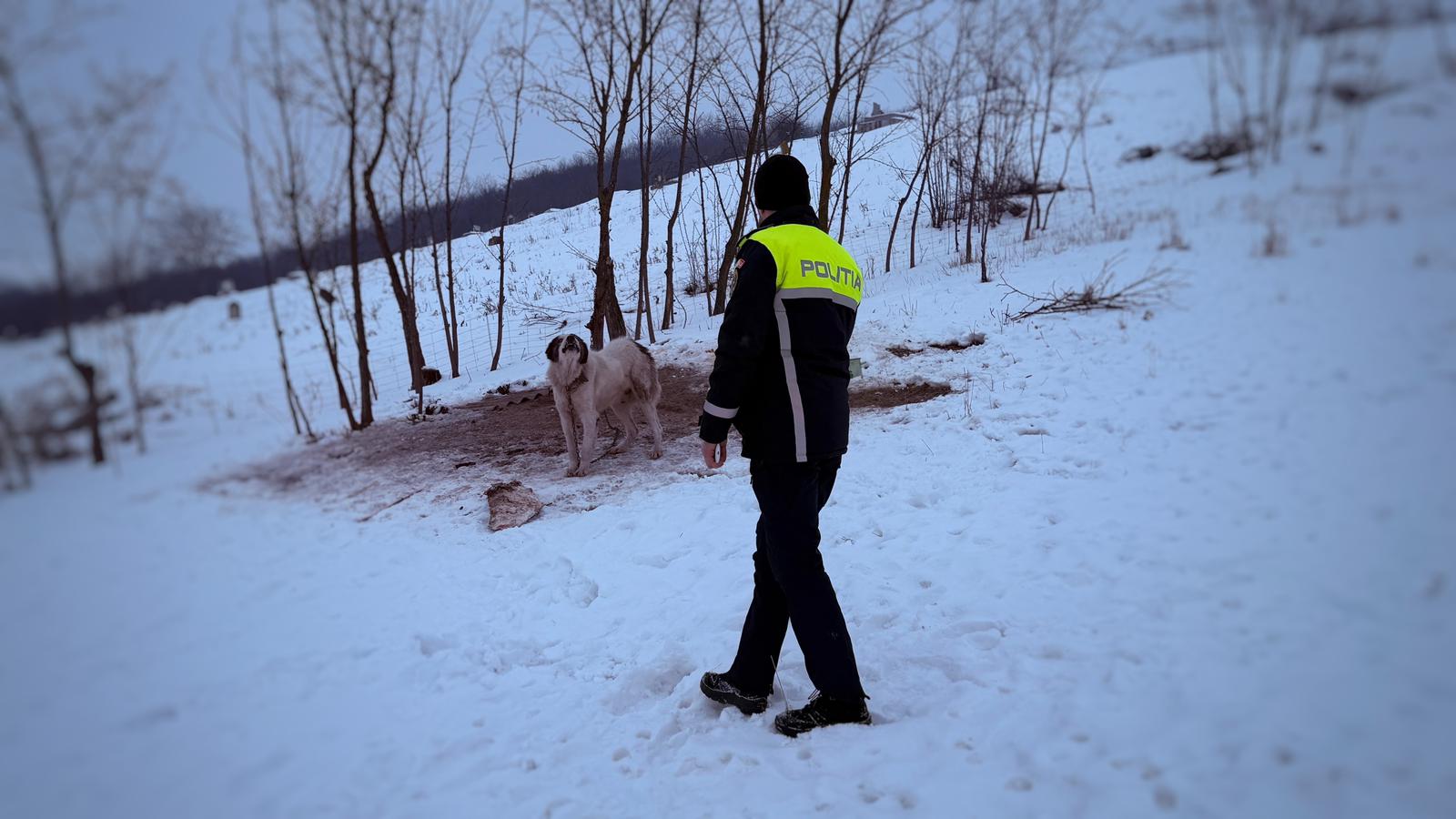 Fontos a szélvédett hely biztosítása és a megfelelő víz és táplálékmennyiség | Fotó: Maros Megyei Rendőrfelügyelőség