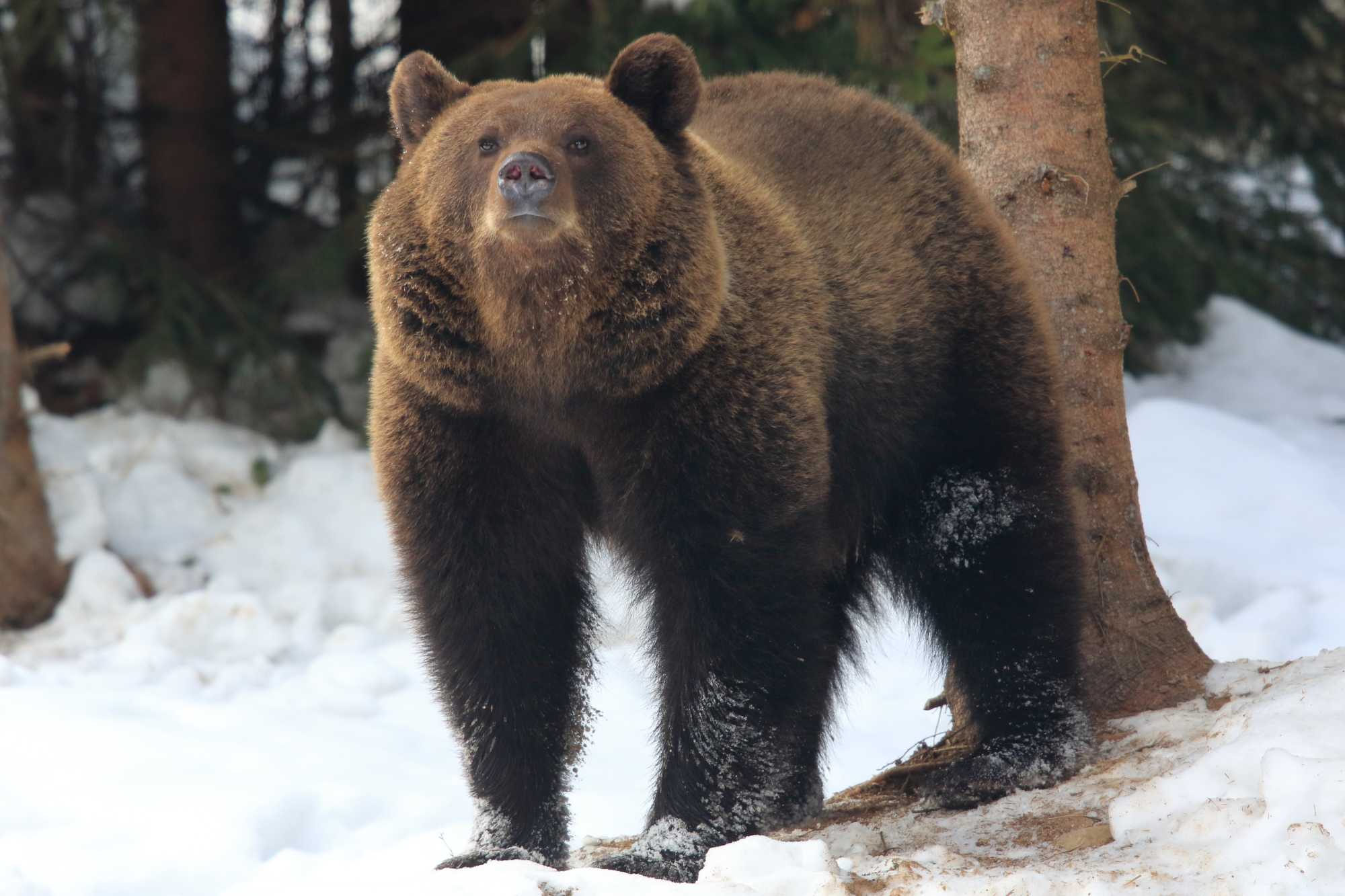 A cél, hogy az ember és a vadállat ne keresztezzék egymás útját. | Fotó: Dezső László