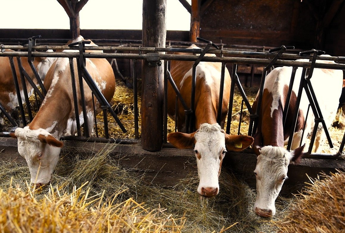 A jó takarmányozás az egyik kulcskérdés a tenyésztésben | Fotó: Létai Tibor