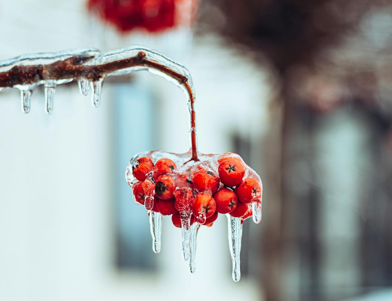 Zimankóval köszönt be a február | Fotó: Pexels