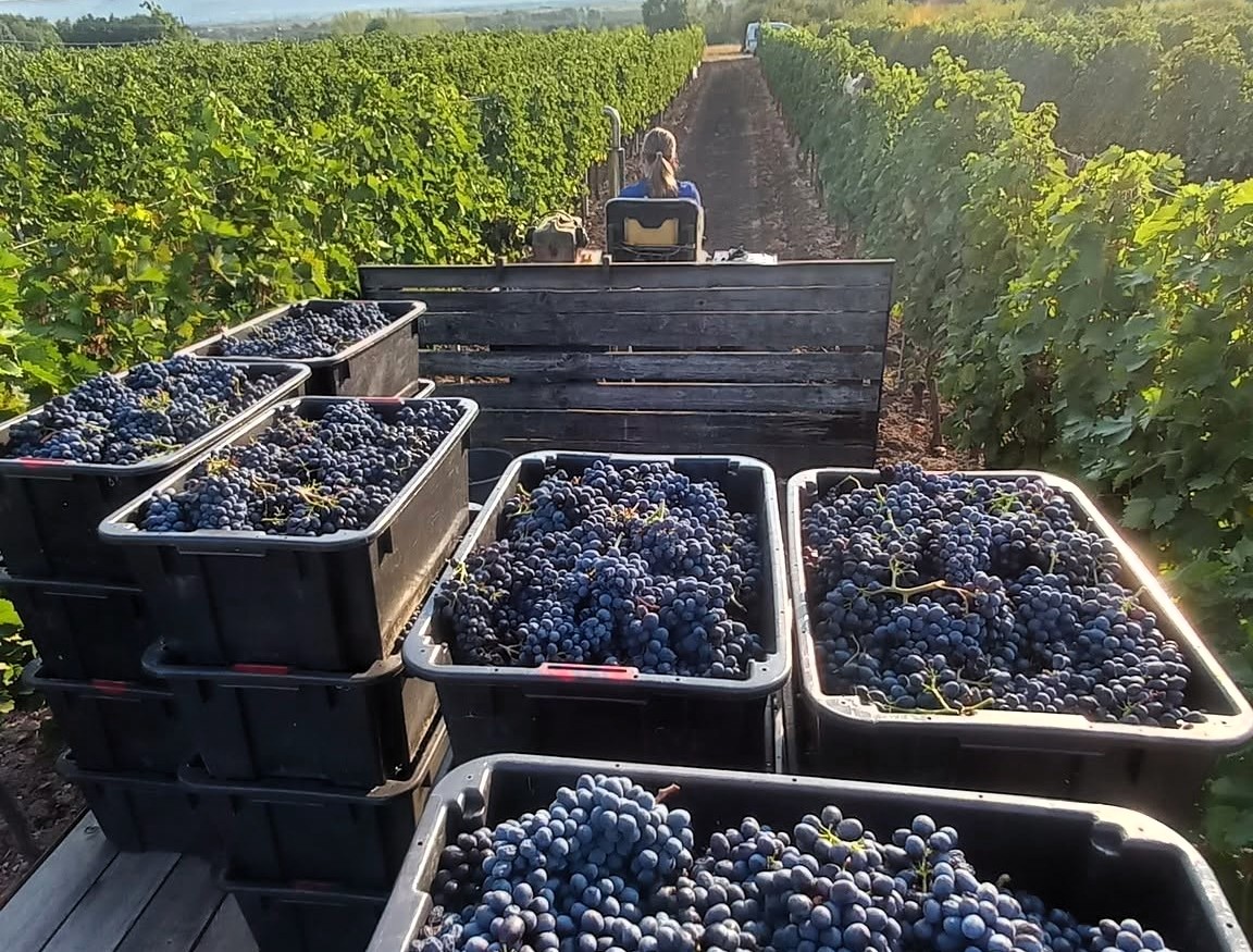 A szőlőtermesztők sok kihívással szembesülnek | Fotó: Wylak Winery/Facebook