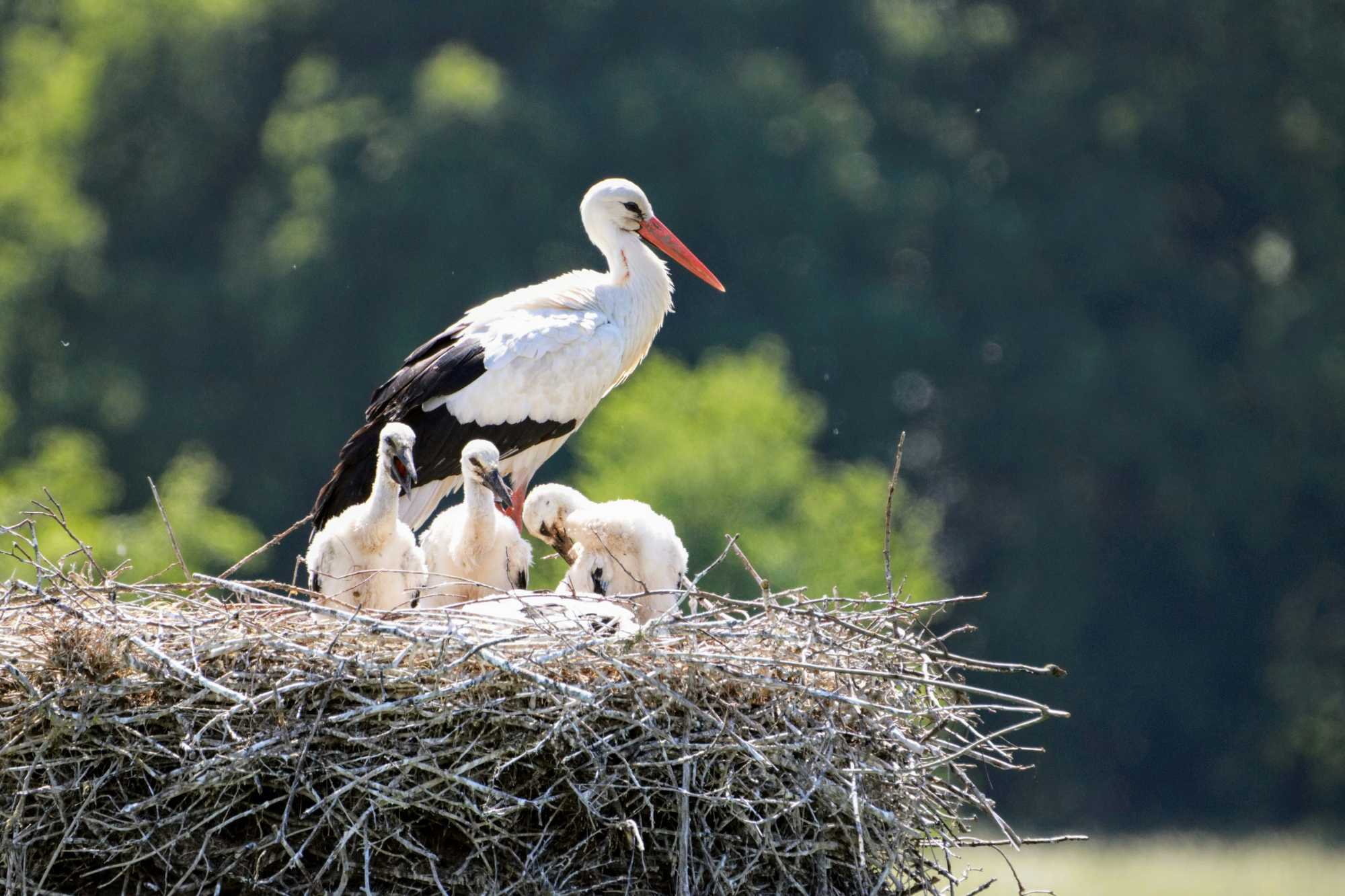 Nálunk még megszokott a jelenlétük, más országokban viszont egyre ritkábbak | Fotó: Unsplash