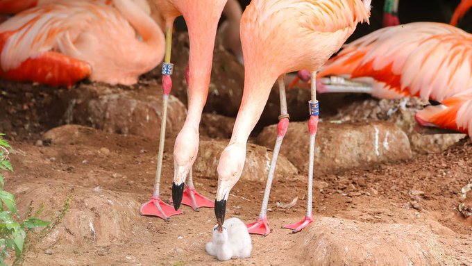 Az albánok a flamingókat védik | Fotó: Wild Planet Trust
