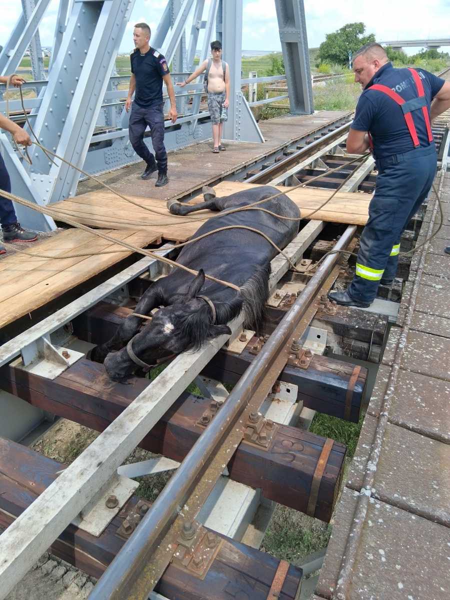 A tűzoltók tudták, mit tegyenek. | Fotó: Bârlădeni de pretutindeni Facebook-oldal