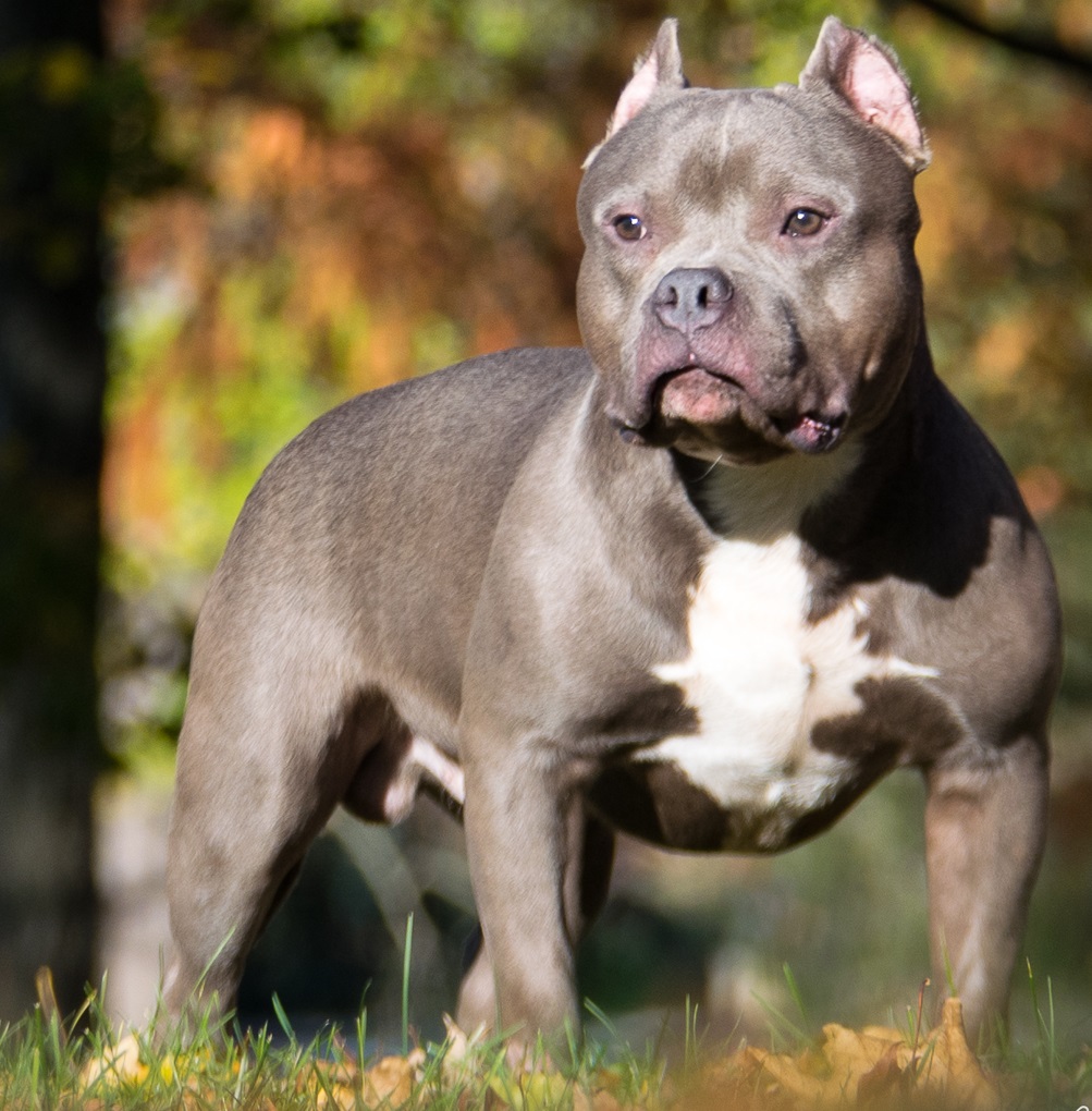 American bully | Illusztráció | Fotó forrása: Wikipedia