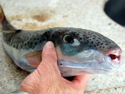 Harapása erős, húsa nem alkalmas emberi fogyasztásra. | Fotó forrása: EU Maritime & Fish Facebook-oldala