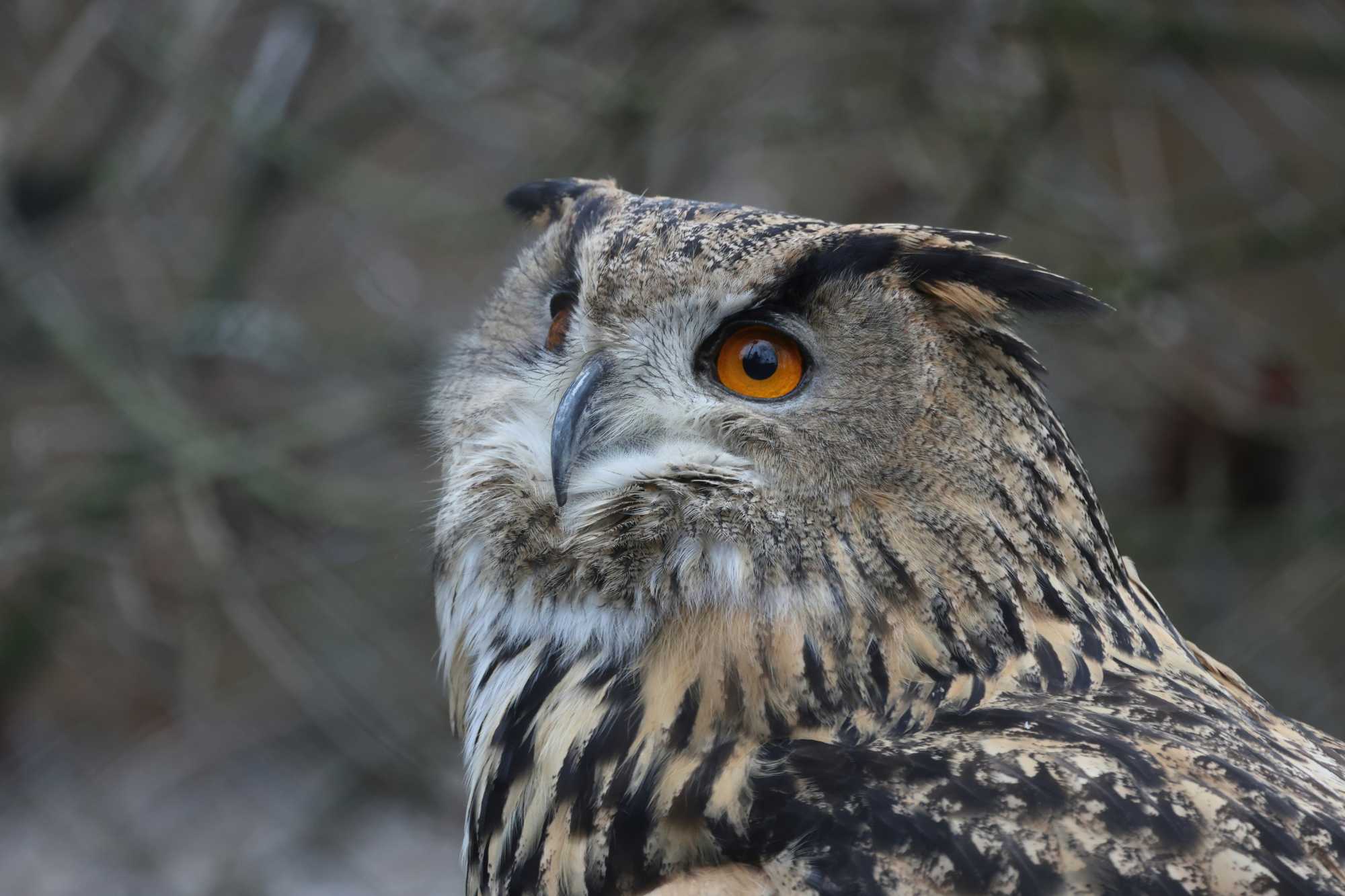 A térség legnagyobb ragadozó madara is fészkel a nemzeti parkban | Fotó: Unsplash
