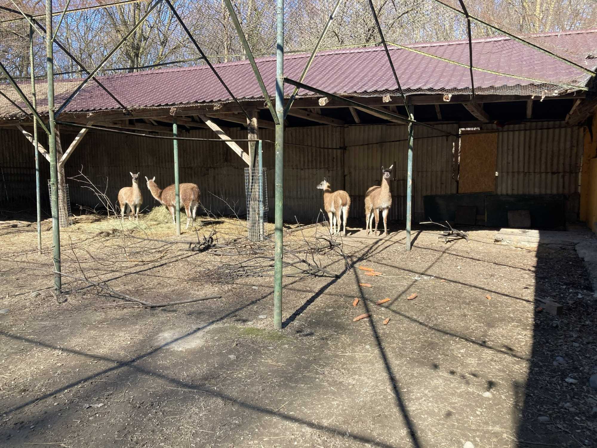 A guanakó vadon élő lámafaj.