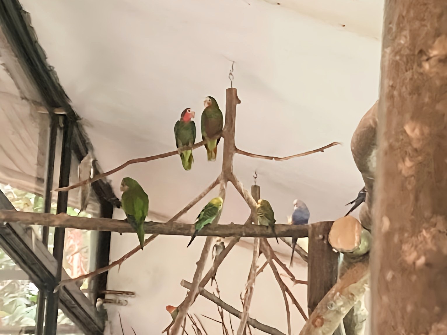 Kubai amazonok a Trópusi Házban