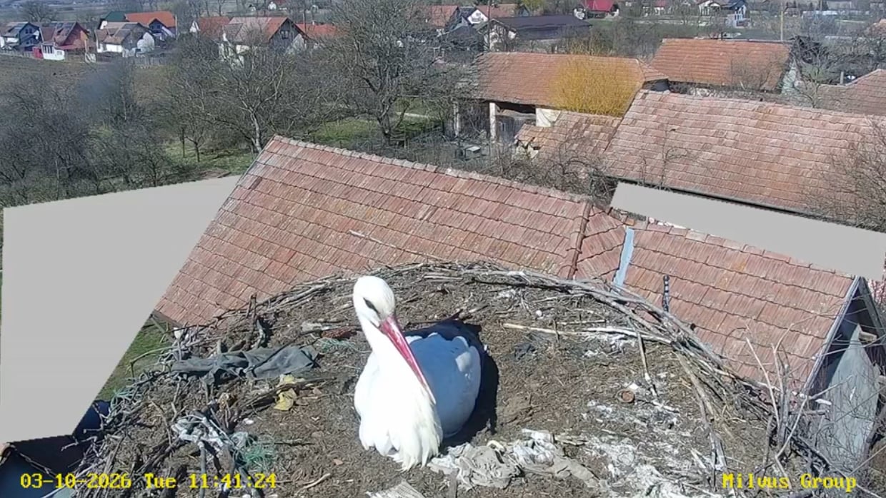 Lassan visszatérnek a gólyák. | Fotó: Milvus Csoport