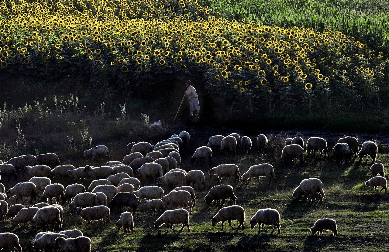 Új etalon született. | Fotó: Kerekes István
