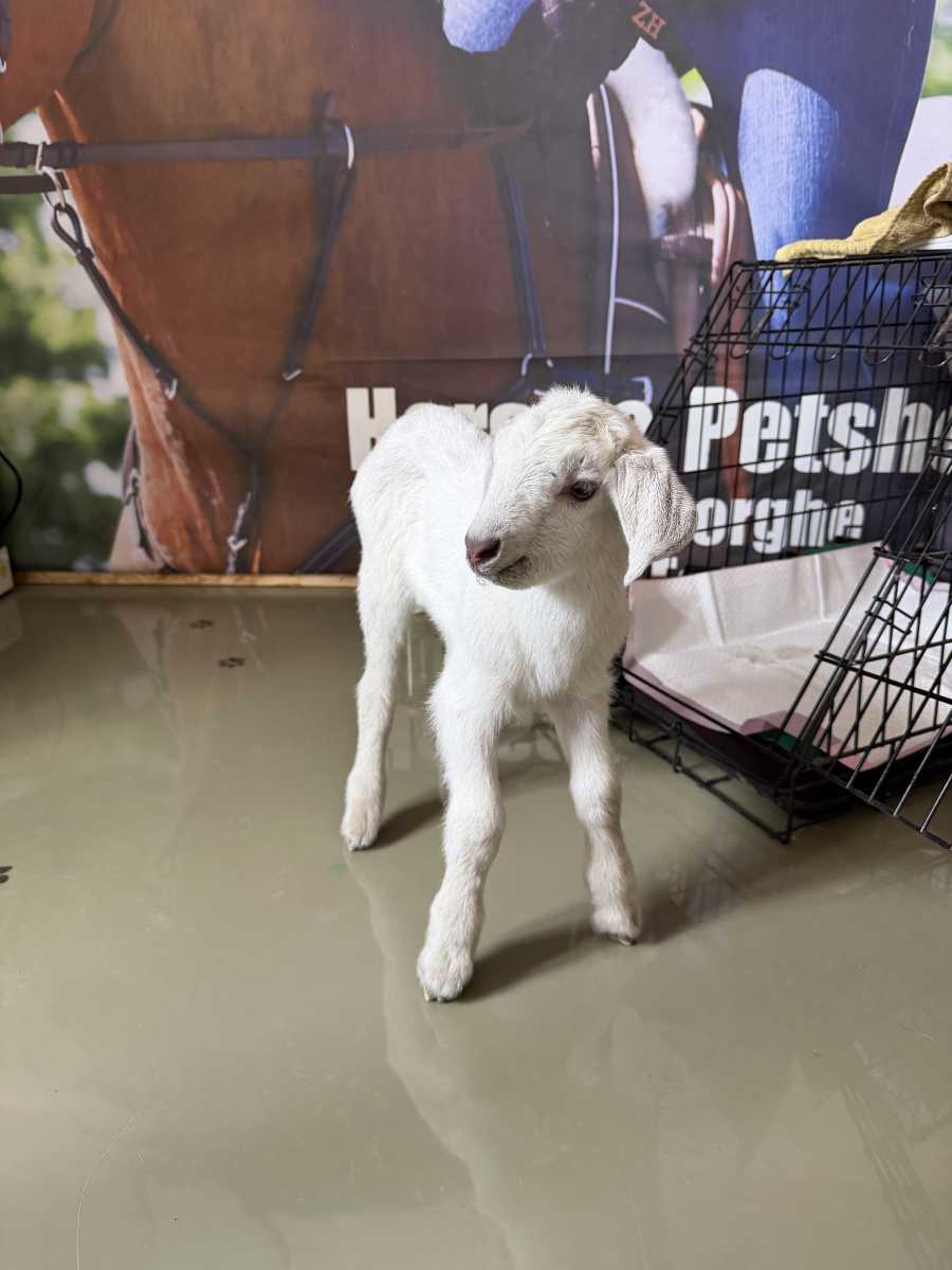 Gyuri, a kecskegida | Fotók: helyi rendőrség