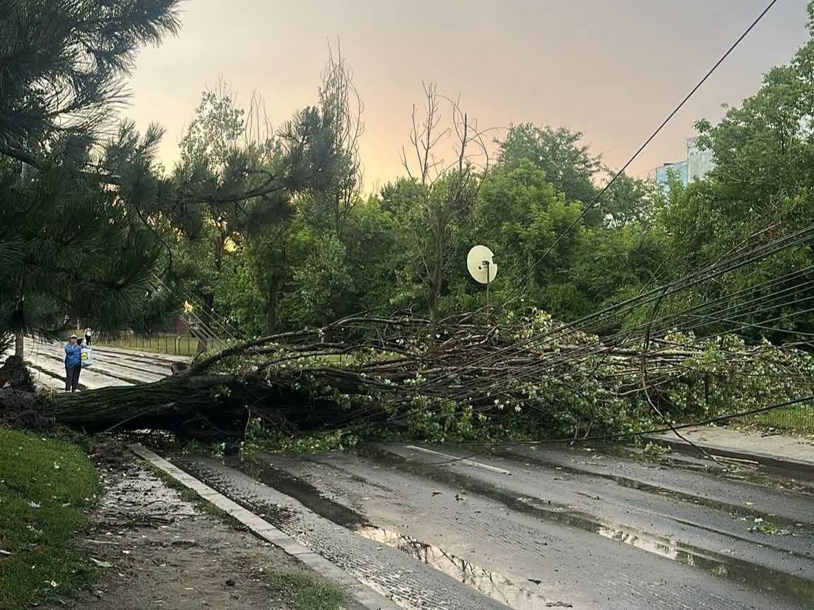 Kidőlt fák | Fotók: Meteoplus