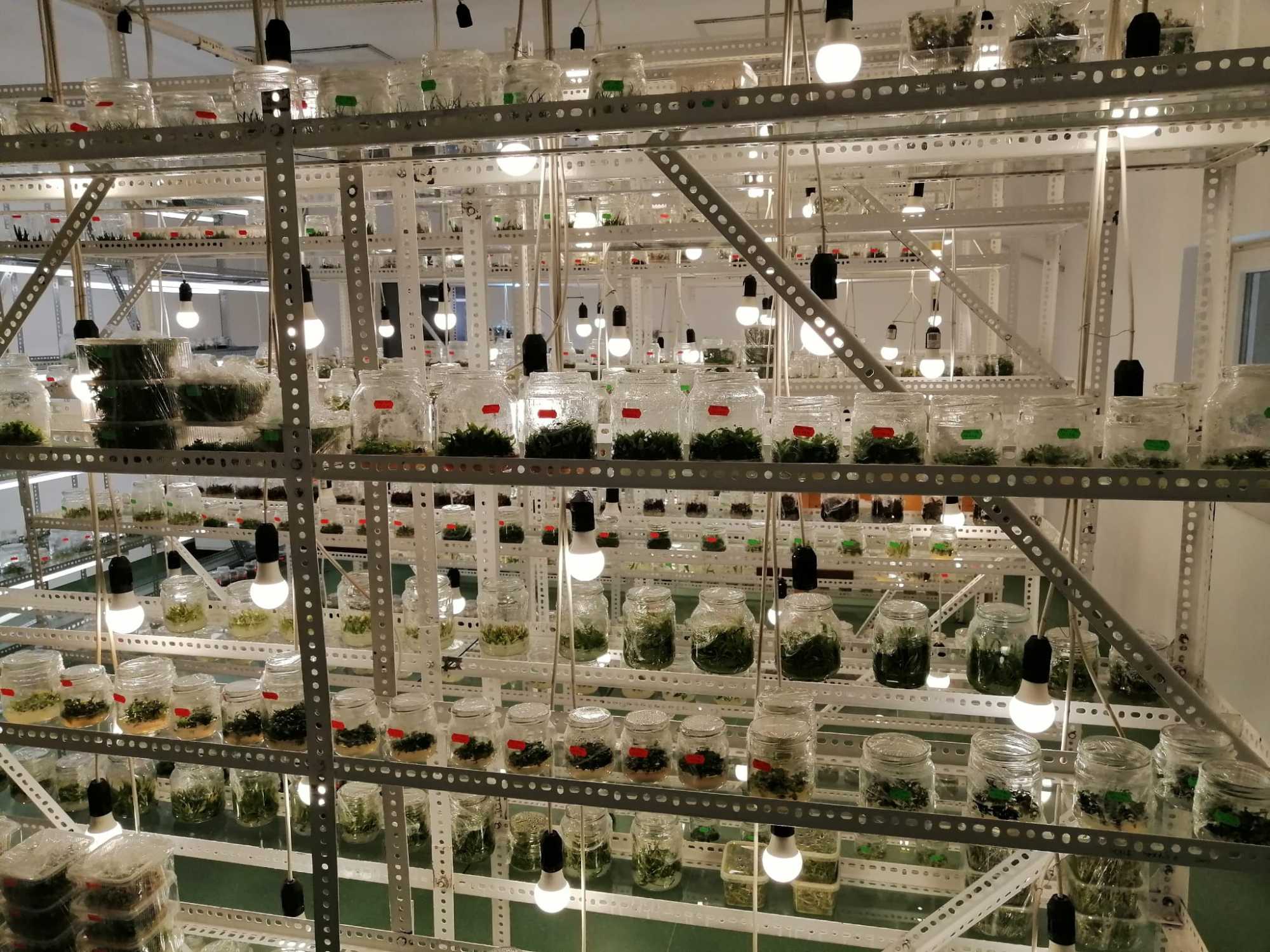 Ez a növényszaporítási technológia sok lehetőséget rejt magában | Fotó: Létai Tibor