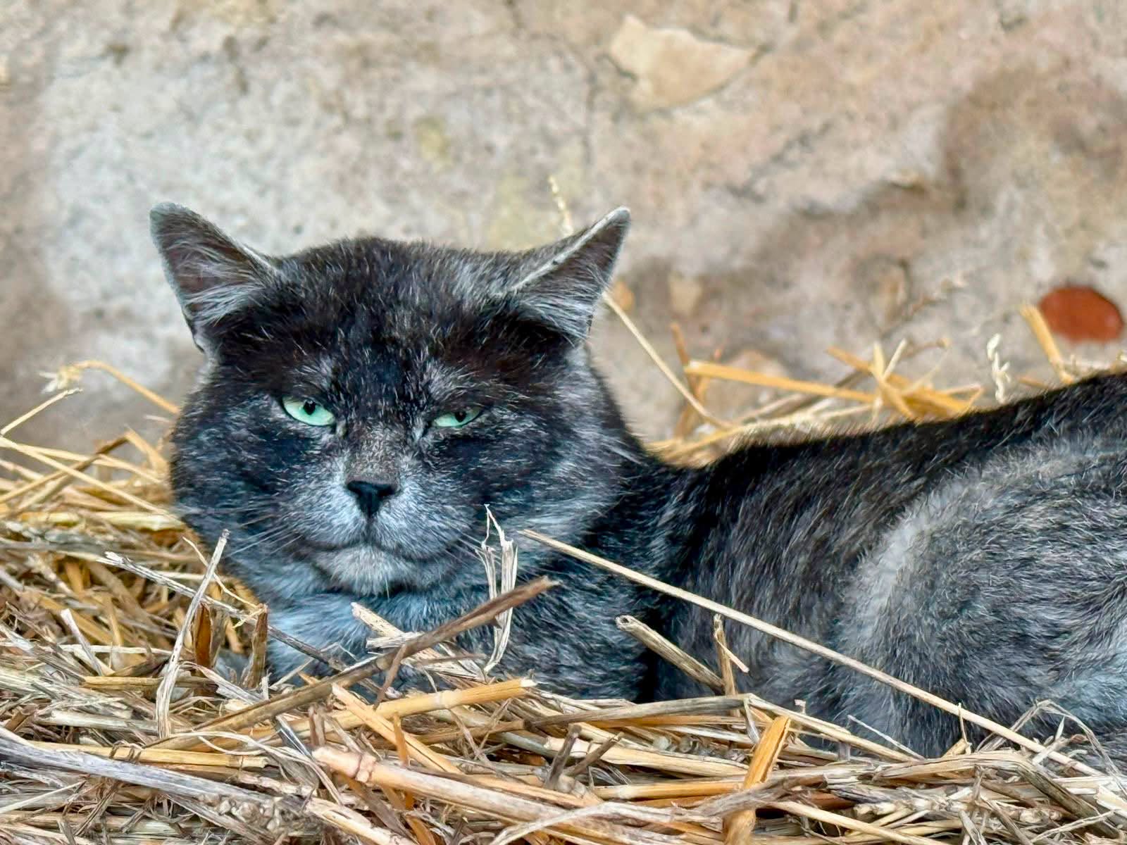 Ilyen az erdélyi macska | Fotó: Facebook/Trasylvanian Cats