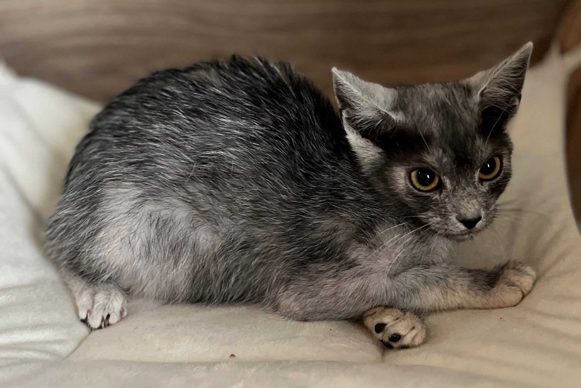 Fotó: TRANSYLVANIAN Cats and Kittens for adoption [official]