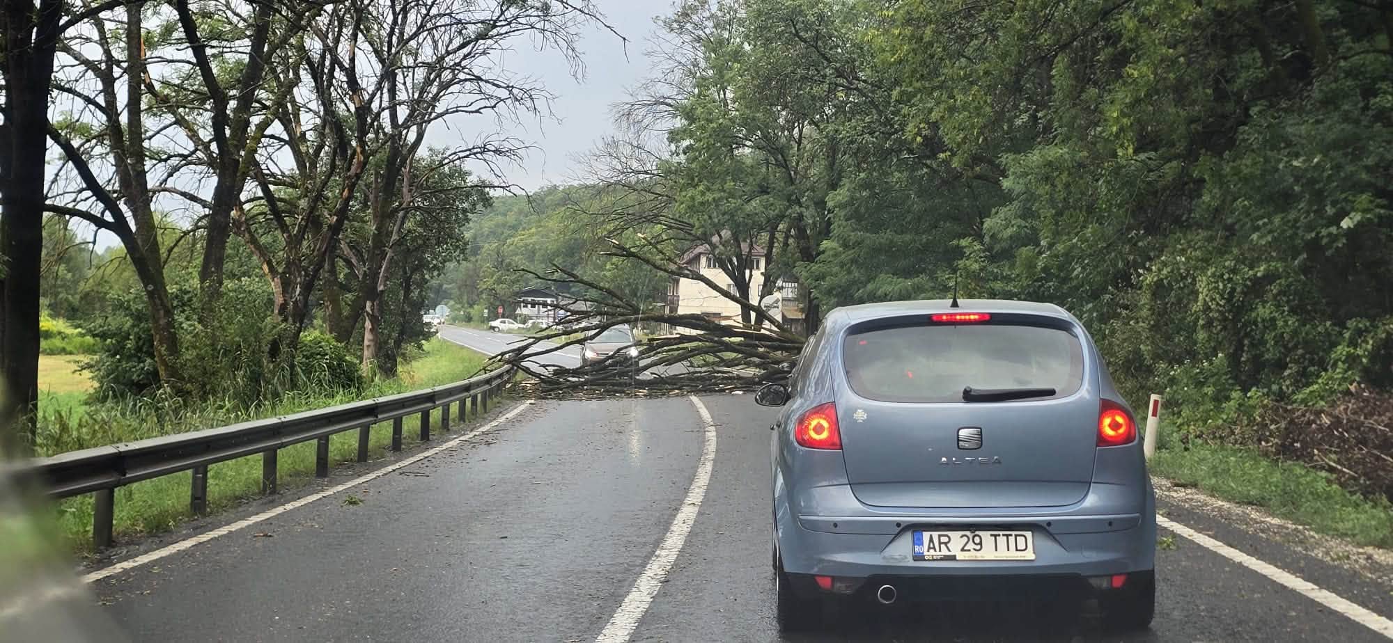 A úttestre dőlt egy fa Disznajón | Fotó: InfoMures24