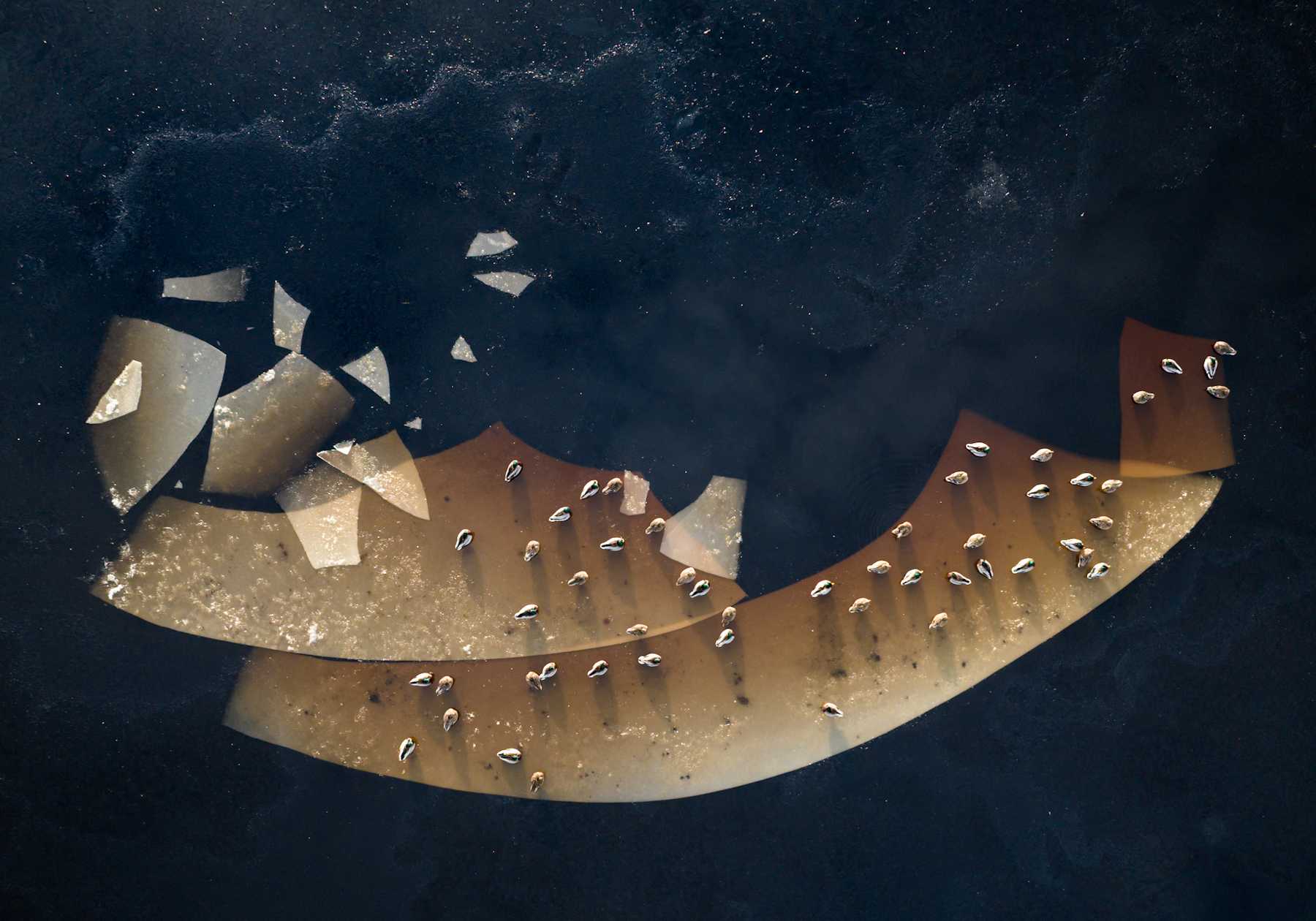 The Ark of Birds - Małgorzata Zimnoch - Lengyelország | Fotó: Milvus csoport