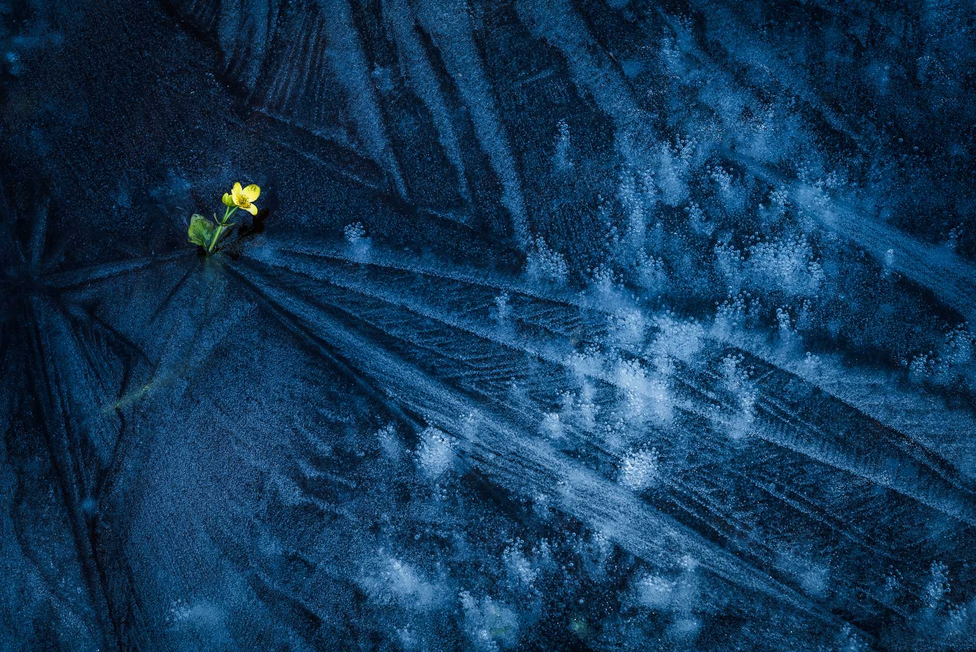Ice - Márki Levente - Magyarország | Fotó: Milvus csoport
