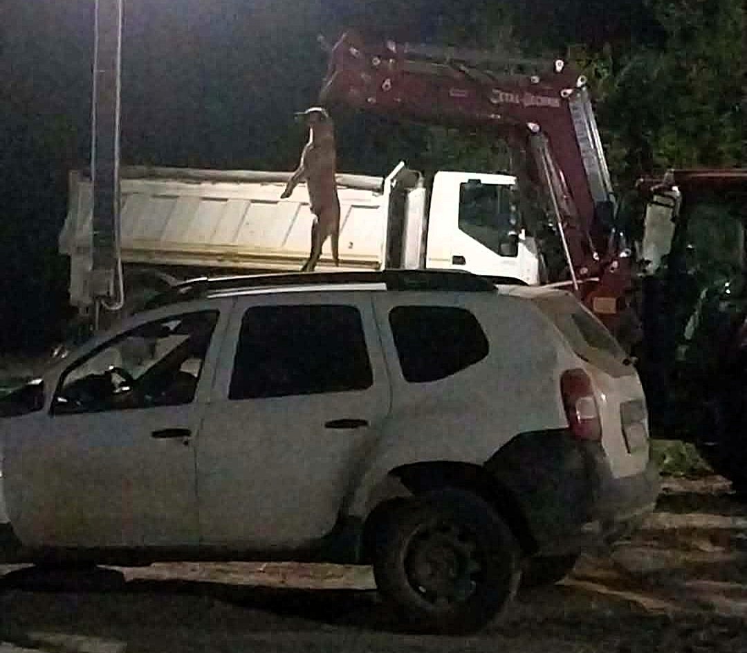 A férfi egy traktor darujára akasztotta fel az állatot | Fotó: Asociatia Ramses
